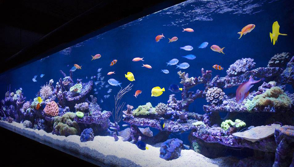 魚缸過(guò)濾器